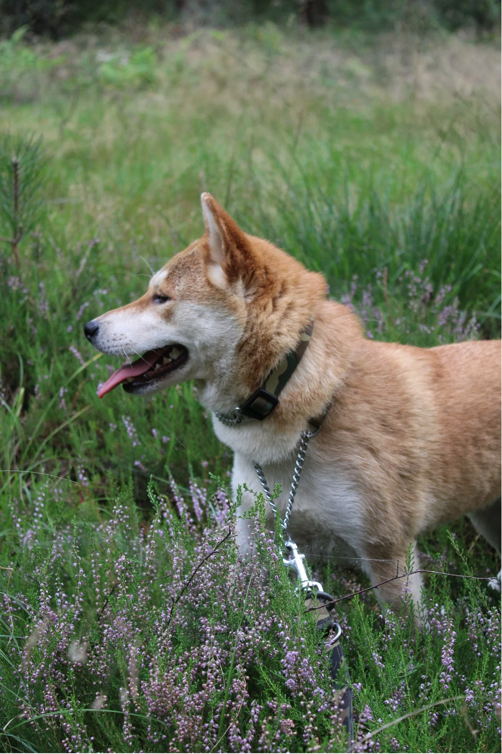Camouflage halsband met slipketting