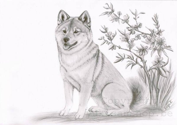 Originele potloodtekening Japanse hond