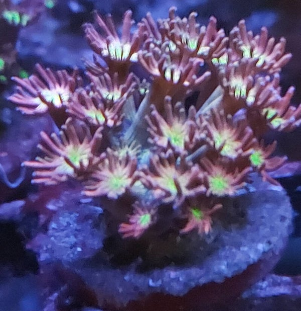 Tequilla sunrise gonipora
