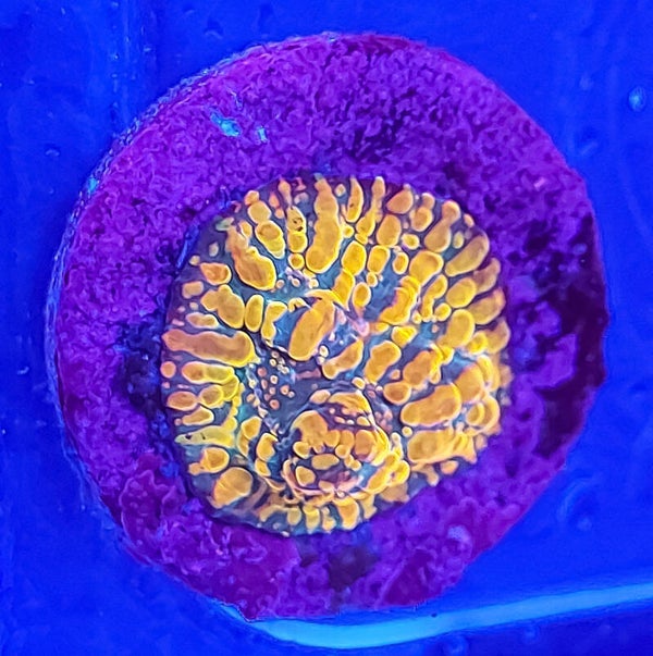 Orange convict chalice