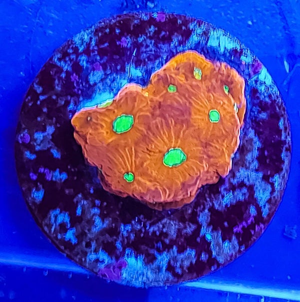 War Coral Favites Pentagone