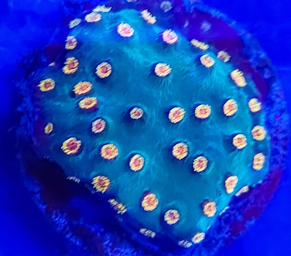 Chypastrea