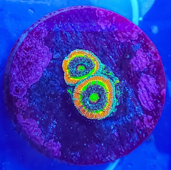 Holy Grail Micromussa