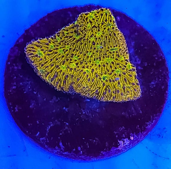 WWC C3PO Lithophyllon
