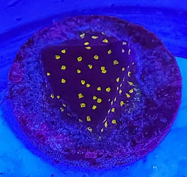 Outer space spammacora