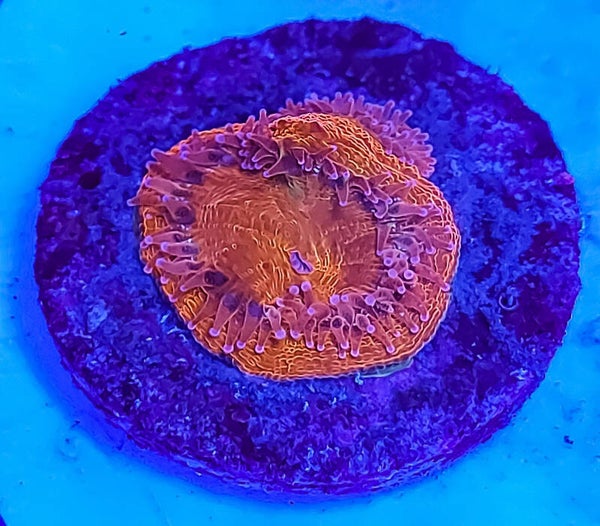Acanthastrea Bowerbanki Red