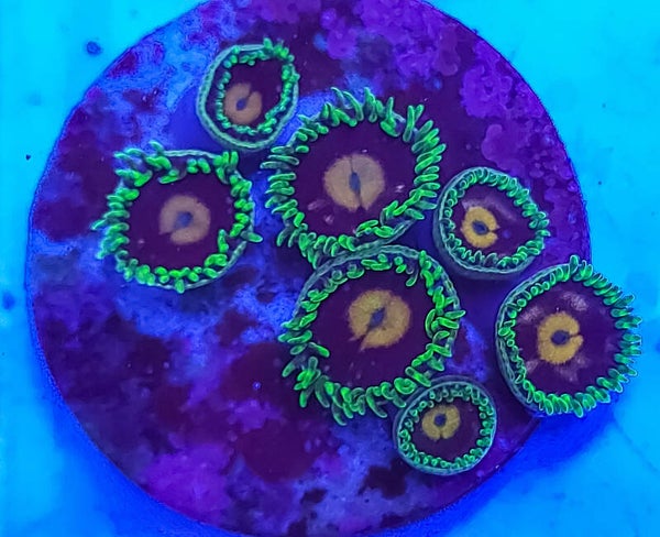 Bloopop alike zoanthid