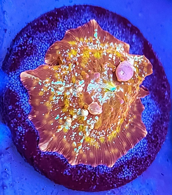 Flame bounce mushroom