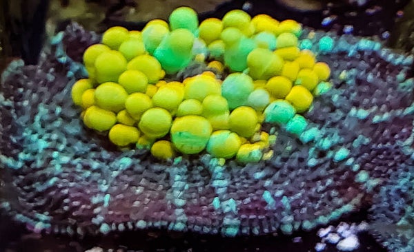 Og Bounce Mushroom XXL