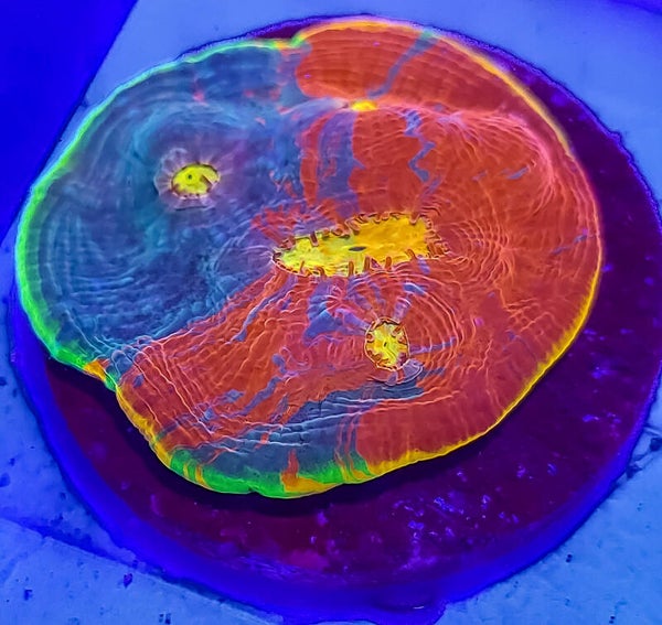Cornbred's Fireworks Rainbow Chalice