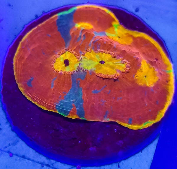 Cornbred's Fireworks Rainbow Chalice