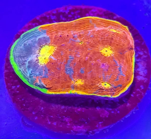 Cornbred's Fireworks Rainbow Chalice