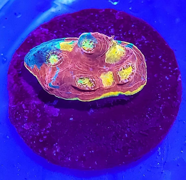 Cornbred's Fireworks Rainbow Chalice