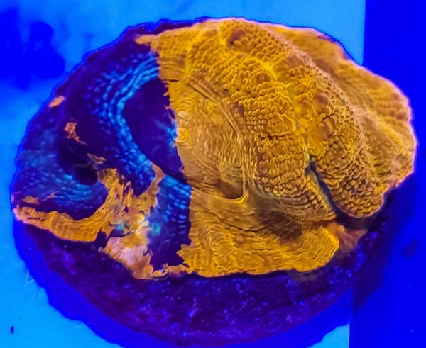 Warpaint Acanthastrea Bowerbanki Ultra
