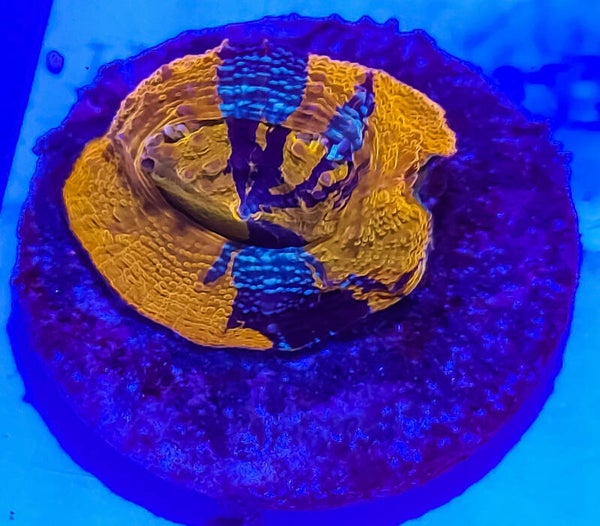Warpaint Acanthastrea Bowerbanki Ultra