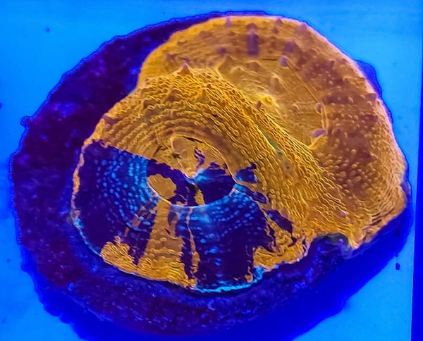 Warpaint Acanthastrea Bowerbanki Ultra
