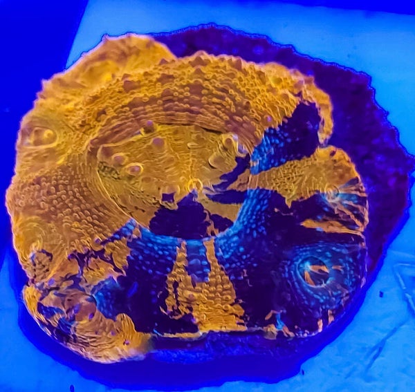 Warpaint Acanthastrea Bowerbanki Ultra