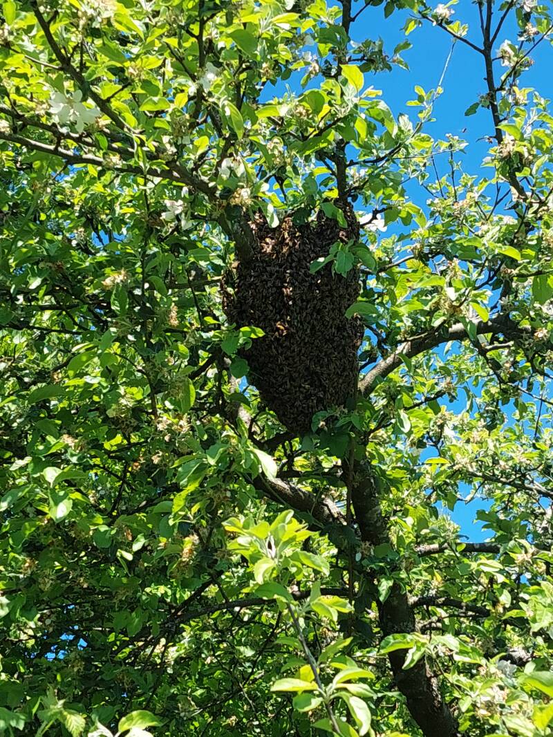 Bienschwarm im Baum