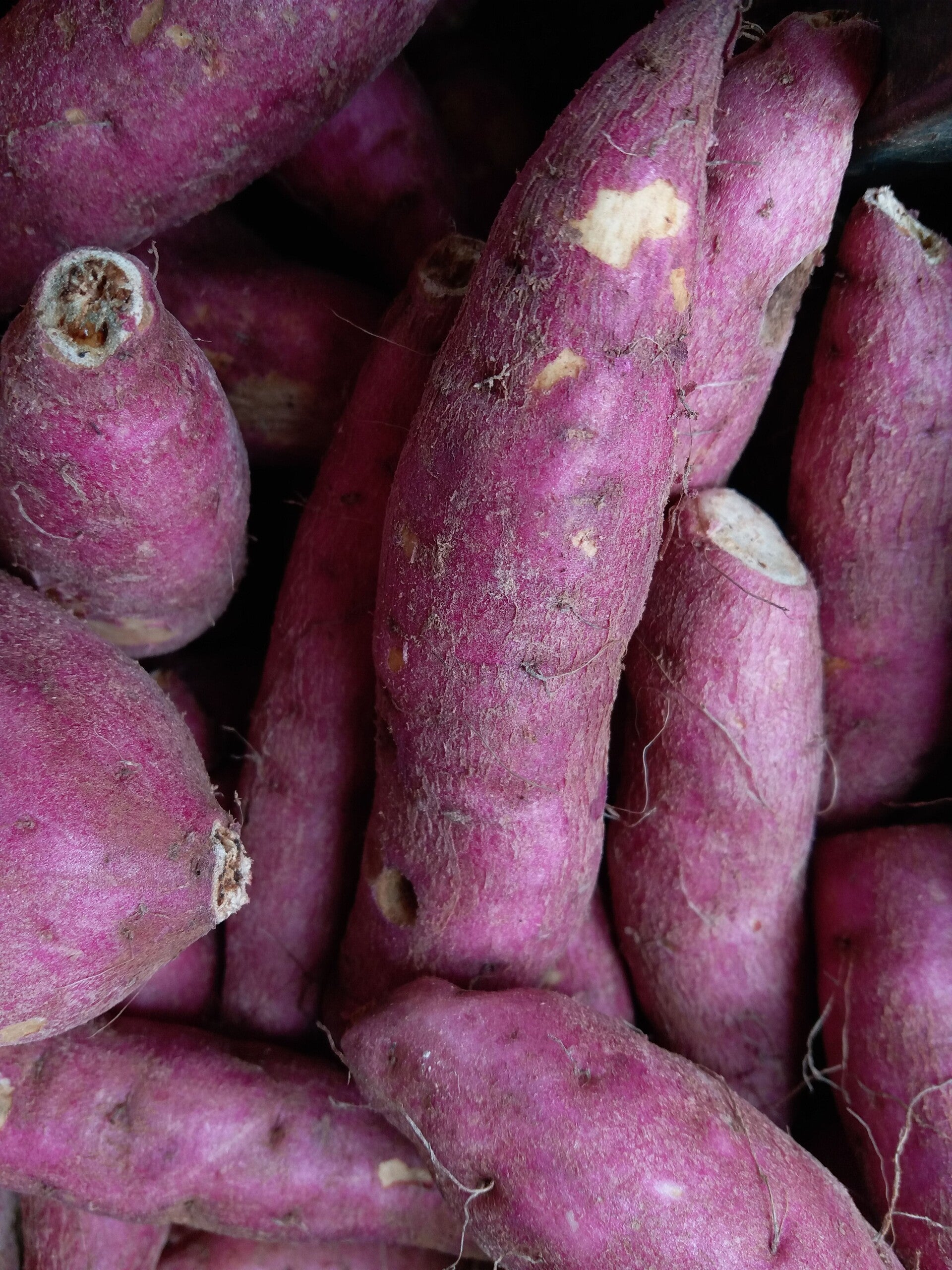 Ube  yamswurzel