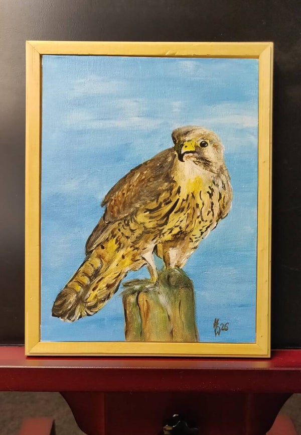 Wachsamer Turmfalke