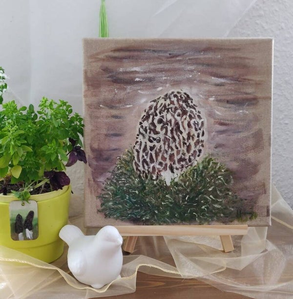 Morchella im Moos 1