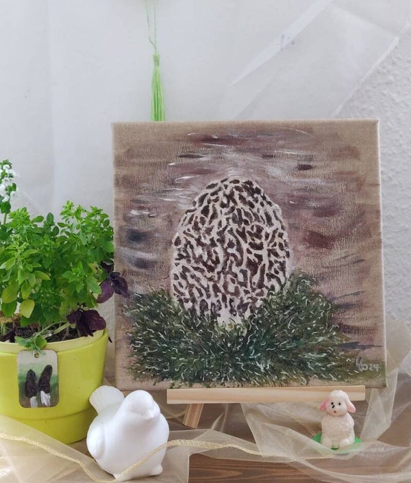 Morchella im Moos 2