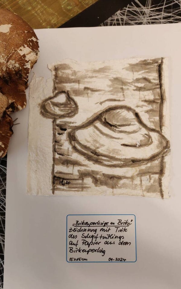 Birkenporlinge an Birke auf Pilzpapier