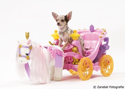 Choco merle korthaar