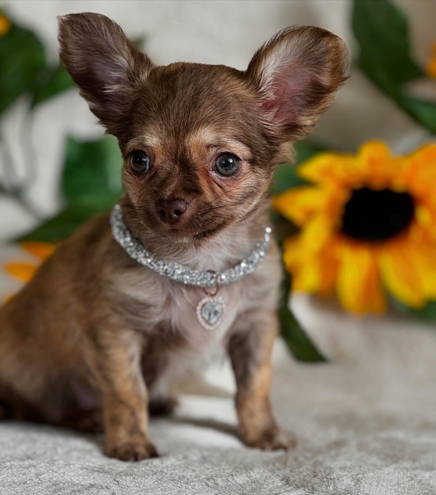 Choco brindle Langhaar 