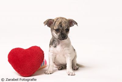 Brindle-Wit korthaar