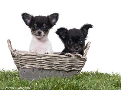 Tri-color en Black and tan langhaar