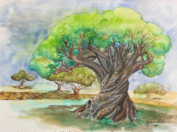 Olive Tree