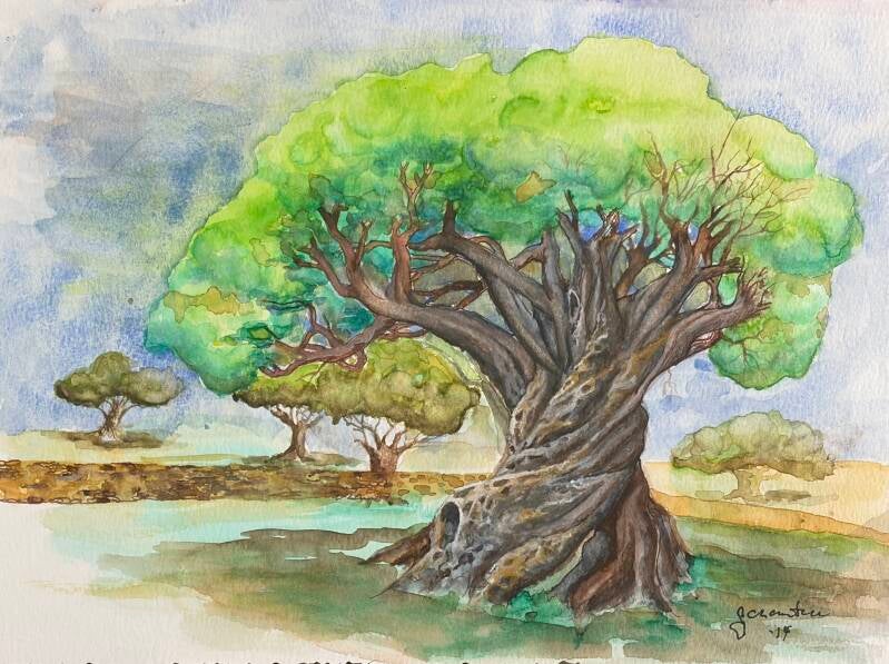 Olive Tree