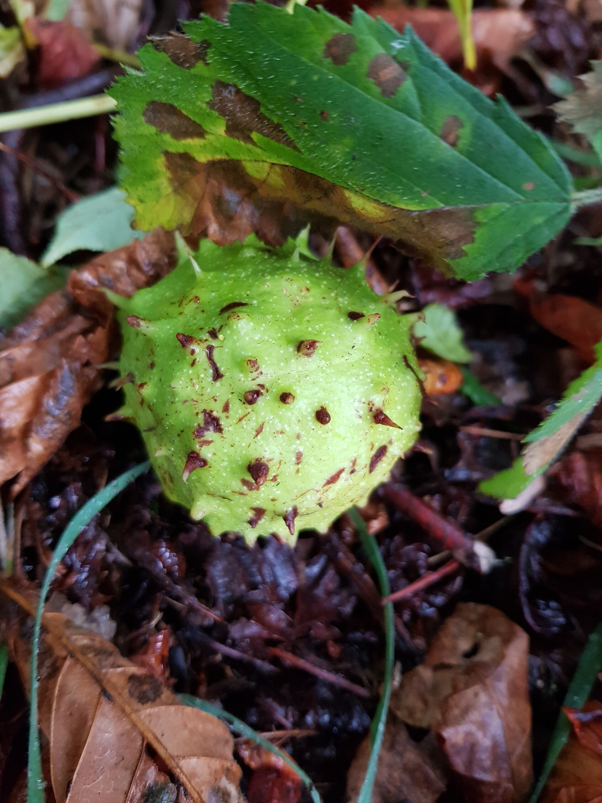 Herfst Bosbad, woensdagochtend, Rosmalen