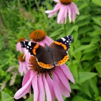 Zomer
