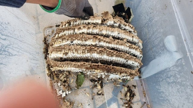 nest-standard.jpg