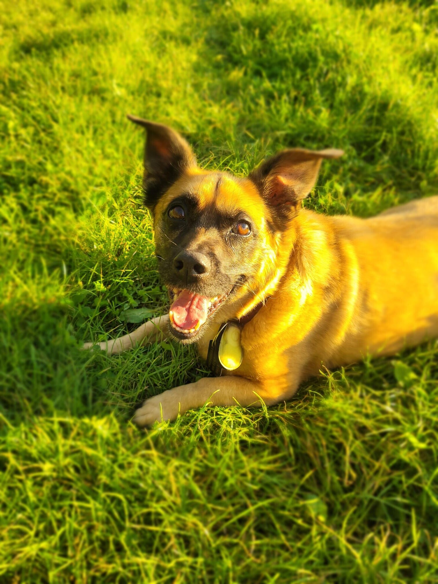 cadeaus voor je viervoeter