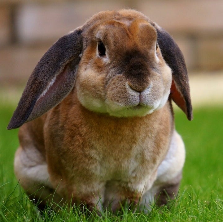 Rabbit Fur Type Genetics | Dichrome Rabbitry