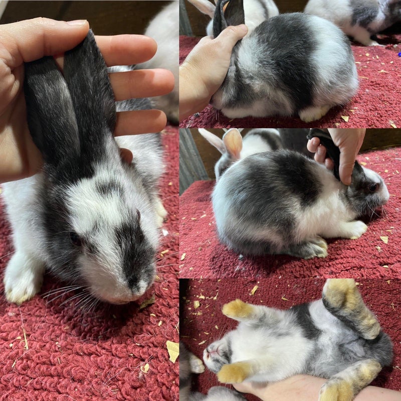 Black magpie harlequin kit