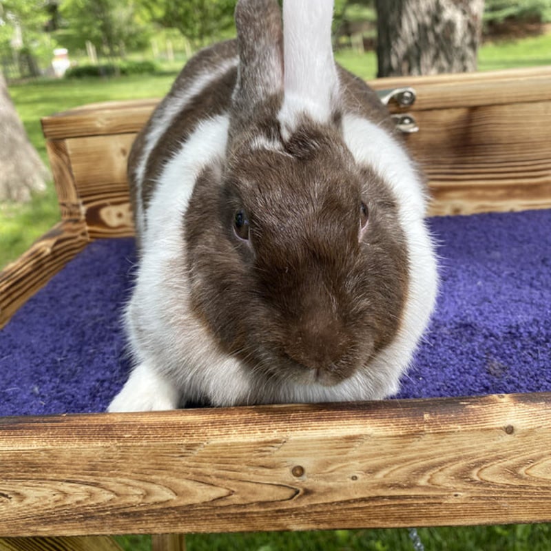 Chocolate magpie harlequin senior - no face split