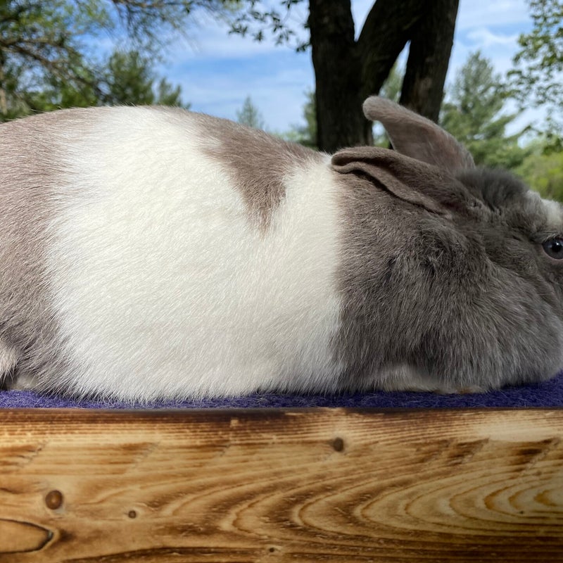 Lilac magpie harlequin senior