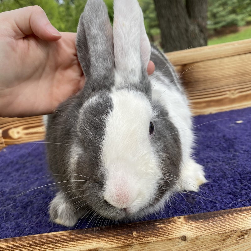 Dichrome's Italic, a blue magpie (gray and white) harlequin rabbit. Sitting on a grooming table, facing forward.