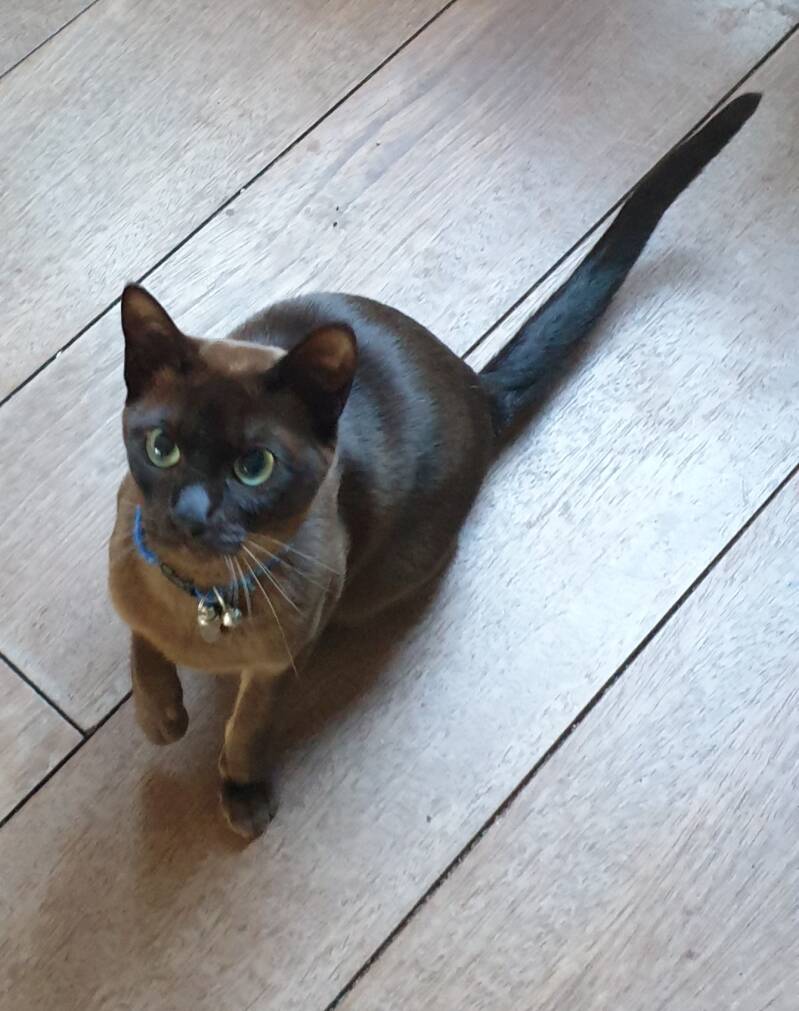 Tonkanees bruin solid Deva brown BCR bruin sepia