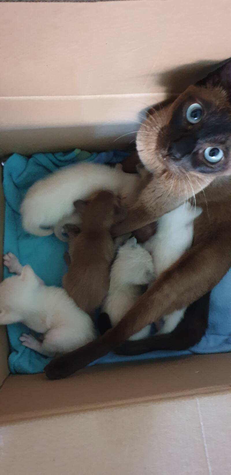 Tonkanees kittens