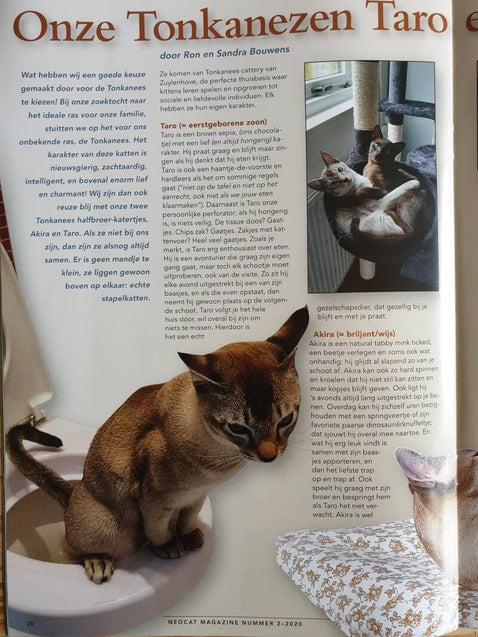 Tonkanees zindelijk en doet t op de toilet slimme oosterse katten