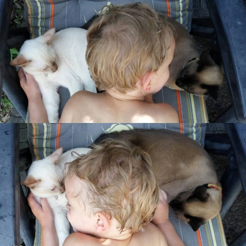 Kitten thai siamees burmees Tonkanees Natural Mink kitten love