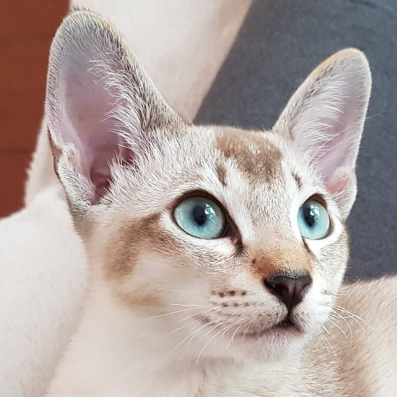 Tonkinese kitten brown . Natural mink ticked tabby