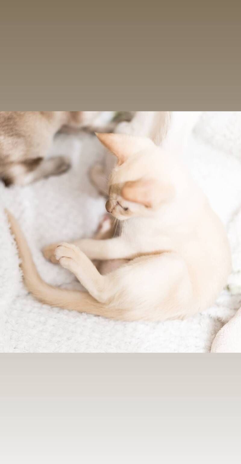  kitten Cinnamon sepia Tonkinese Queen in cinnamon solid