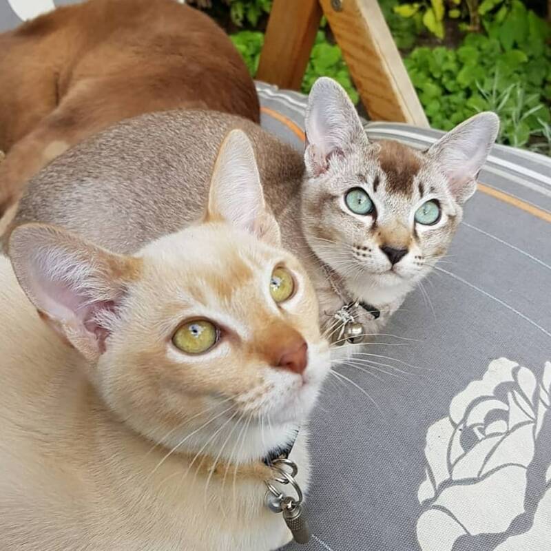 Epic van Zuylenhove, Tonkanees cinnamon sepia ticked tabby (cinnamon solid)