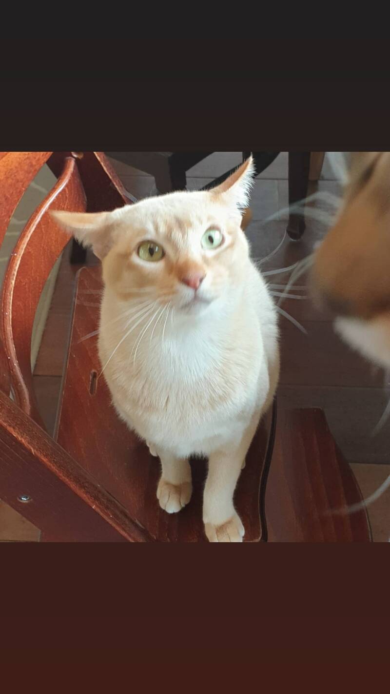 Epic van Zuylenhove, Tonkanees cinnamon sepia ticked tabby (cinnamon solid)